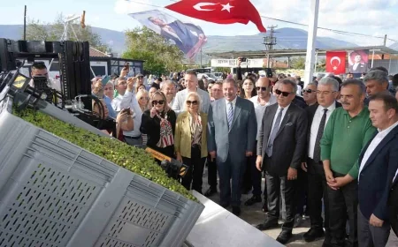 Zeytin tarlalarının kömüre kurban edildiği ilçede zeytinin önemi anlatıldı