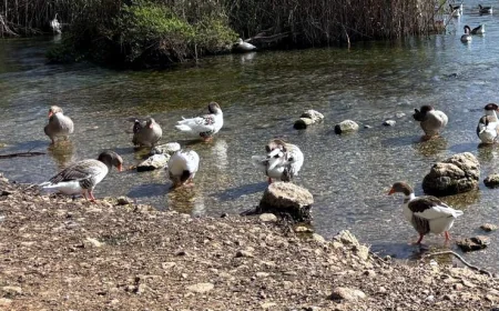 SON DAKİKA……….  Muğla’nın turistik beldesi Akyaka’da kuş gribi vakası görüldü acil önlem için muhtarlar uyarıldı