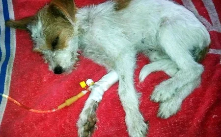 Bodrum'da yavru köpekleri tüfekle vuran kişiye gözaltı