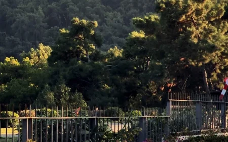 Gölköy’de  orman dışına çıkarılmak istenen araziyi Danıştay durdurdu, Aydın Ayaydın açıklama yaptı