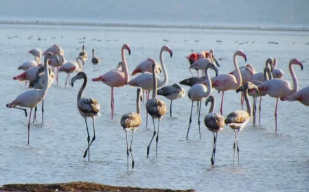 ULUSAL FLAMİNGO TÜR EYLEM PLANI ÇALIŞTAYI YAPILDI