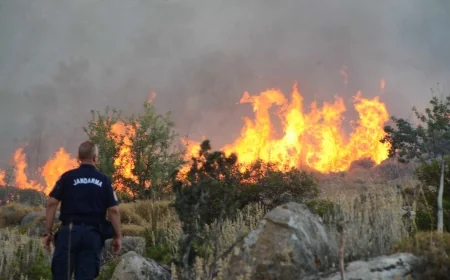 Aydın’da orman yangını çıktı