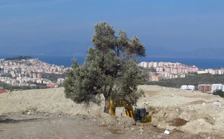 Bugün  DÜNYA ZEYTİN AĞACI GÜNÜ. ON YILDA 615 BİN ZEYTİN BETON OLDU… Ama Bodrum değil, Bodrum’da öyle şeyler olmaz çünkü…