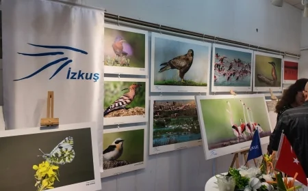 İZKUŞ ULUSAL KUŞ KARİKATÜRLERİ YARIŞMASINDA ÖDÜLLER SAHİPLERİNİ BULDU. YALI ÇAPKINI 15 YILDIR İZMİR’E GELMİYOR