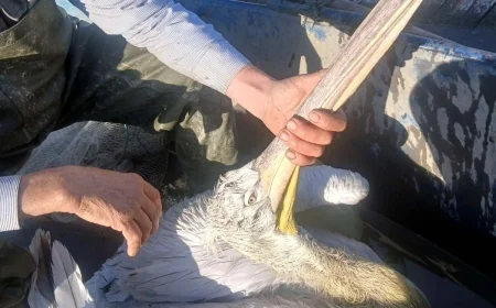 Gagasına olta iğnesi takılan pelikanı balıkçıların dikkati kurtardı
