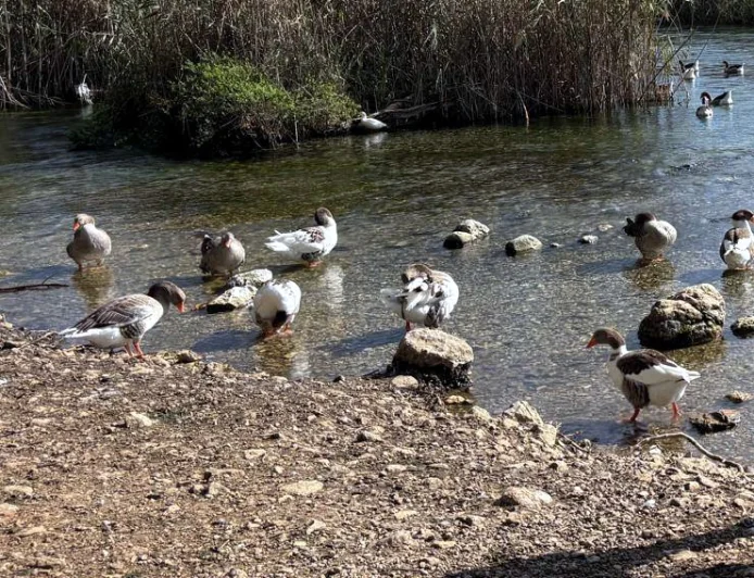 SON DAKİKA……….  Muğla’nın turistik beldesi Akyaka’da kuş gribi vakası görüldü acil önlem için muhtarlar uyarıldı