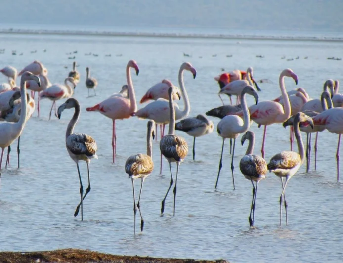ULUSAL FLAMİNGO TÜR EYLEM PLANI ÇALIŞTAYI YAPILDI