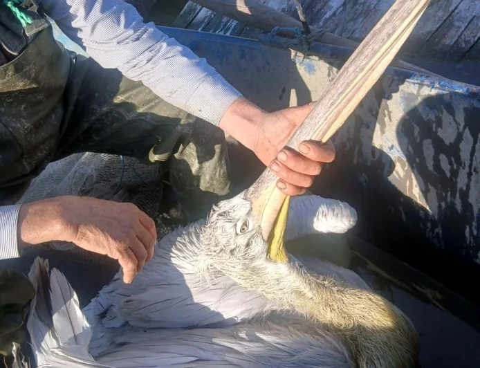 Gagasına olta iğnesi takılan pelikanı balıkçıların dikkati kurtardı