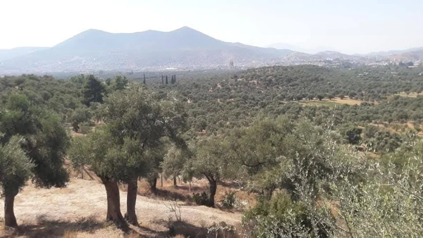 Milas dağları yağmalandı sıra bereket dolu tarım alanlarına geldi, Mobil Yerleşim kampanyaları isyan ettirdi