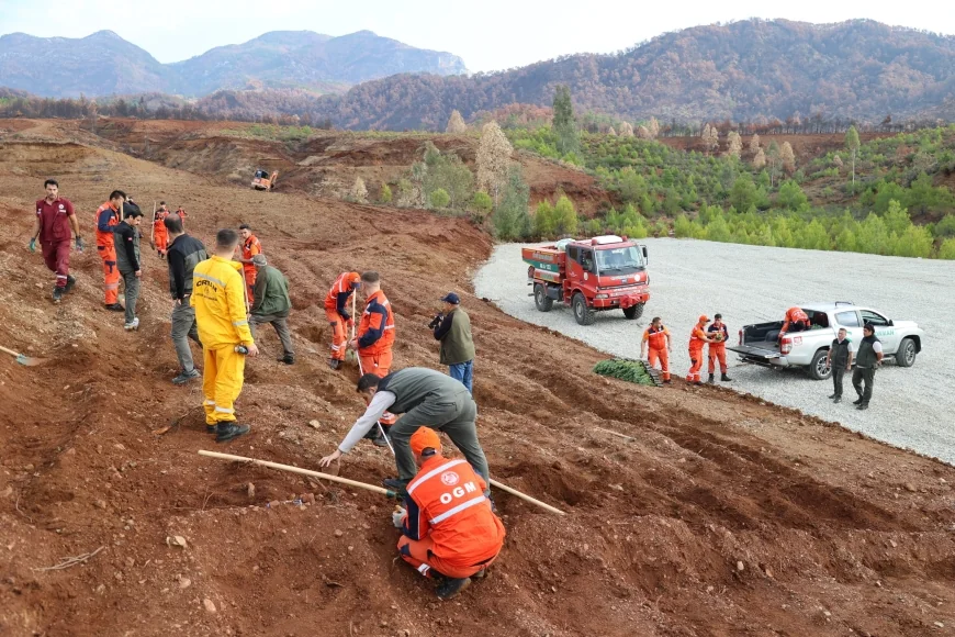 Hazırlıklar tamamlandı, Muğla ve Aydın’da on binlerce fidan toprakla buluşacak yanan yerler can bulacak