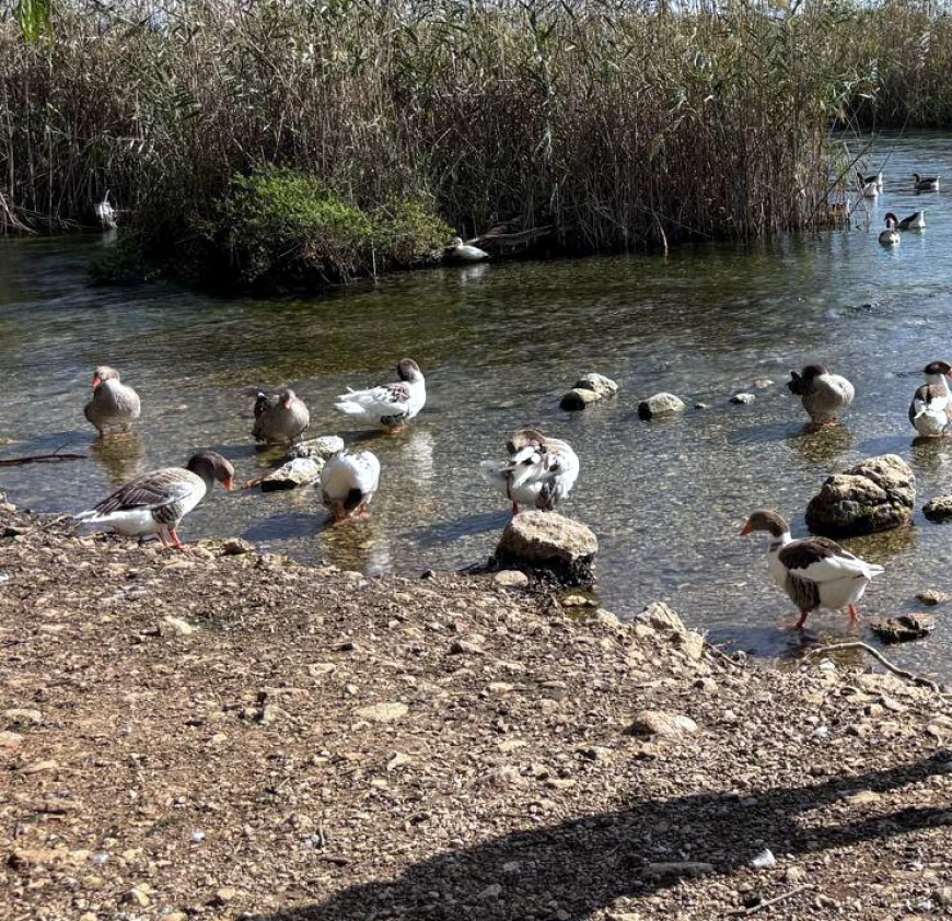 SON DAKİKA……….  Muğla’nın turistik beldesi Akyaka’da kuş gribi vakası görüldü acil önlem için muhtarlar uyarıldı