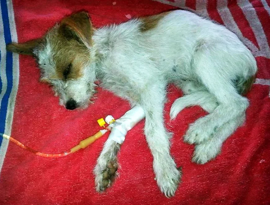 Bodrum'da yavru köpekleri tüfekle vuran kişiye gözaltı