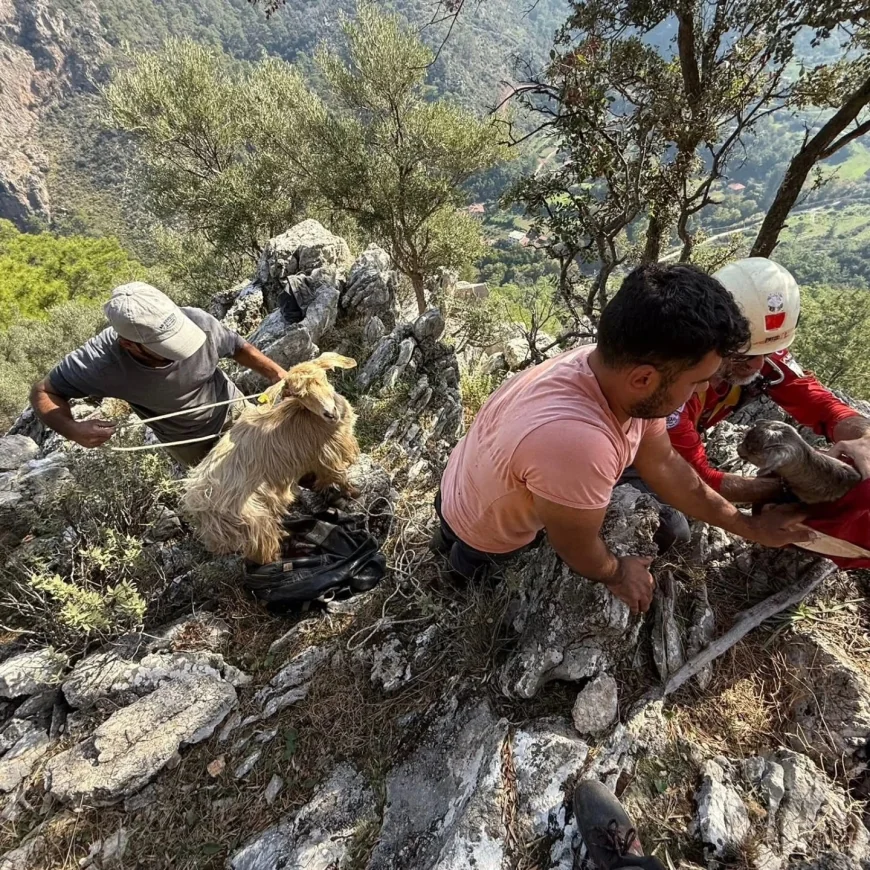 Kaçan keçileri AKUT kurtardı