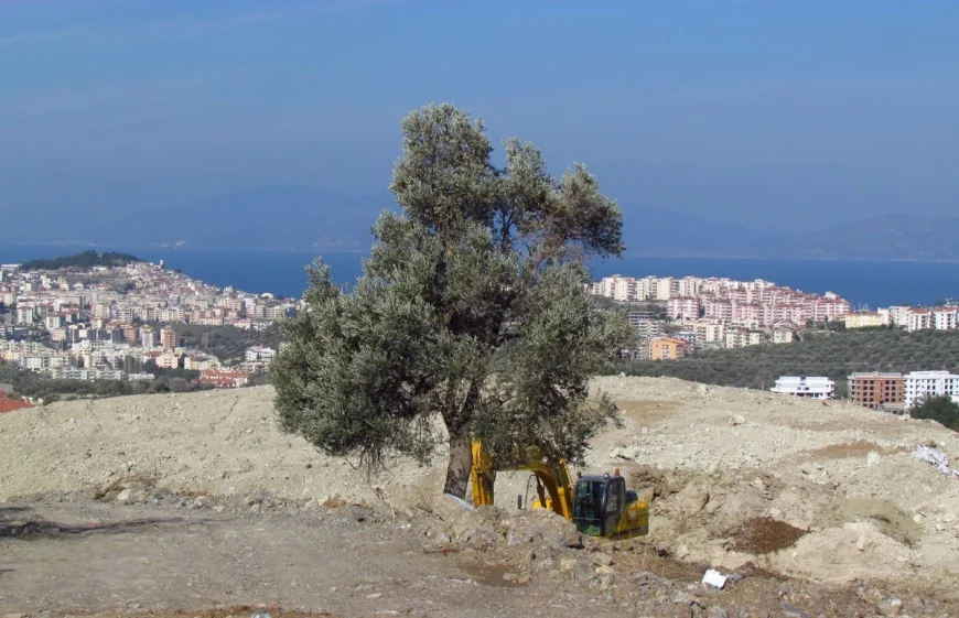 Bugün  DÜNYA ZEYTİN AĞACI GÜNÜ. ON YILDA 615 BİN ZEYTİN BETON OLDU… Ama Bodrum değil, Bodrum’da öyle şeyler olmaz çünkü…