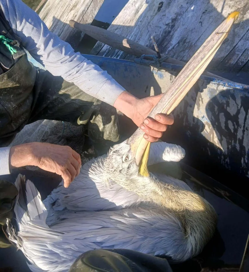 Gagasına olta iğnesi takılan pelikanı balıkçıların dikkati kurtardı