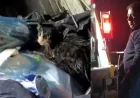 Bu nasıl vicdansızlık. Yavru kediyi poşete koyup çöpe attılar, çöp arabasında preslenmekten son anda kurtuldu