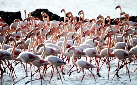   Havalar soğudu sulak alan flamingo ile doldu