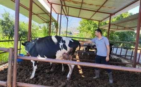Milas’ta şap duyurusu,11 köy karantinada