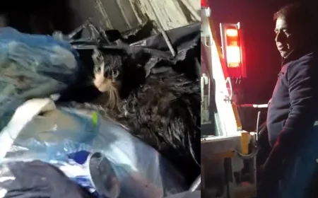 Bu nasıl vicdansızlık. Yavru kediyi poşete koyup çöpe attılar, çöp arabasında preslenmekten son anda kurtuldu