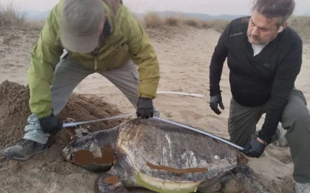 Kaplumbağalar ölü olarak sahile vurmaya başladı
