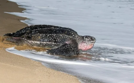    Akdeniz’de ilk kez görülen deri sırtlı deniz kaplumbağası bilim insanlarını şaşkına çevirdi