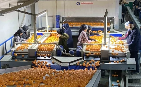 Mandalina ihracatı tarih yazıyor ...  Mandalina ihracatı 615 milyon dolarla rekor kırdı