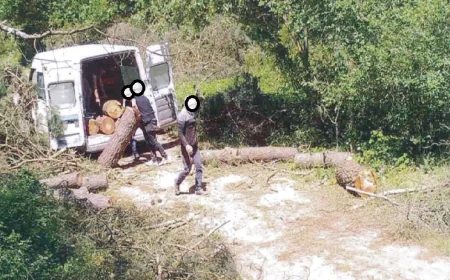 Ormanlarda kaçak kesime karşı yapay zekalı 7/24 koruma başlatıldı