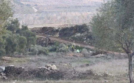 AKBELEN’DE İŞLEM BAŞLADI TAM 82 BİN ZEYTİN AĞACI TAŞINACAK, ŞİRKET AÇIKLAMA YAPTI