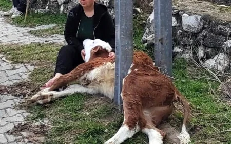 İtfaiyeden buzağı kurtarma operasyonu