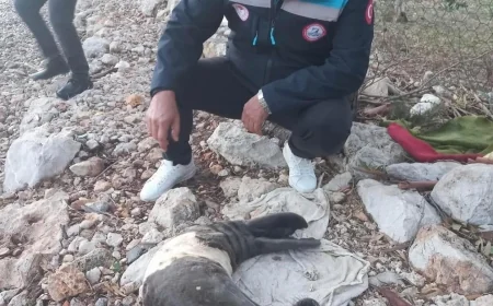 Fırtınada karaya sürüklenen yavru foku balıkçılar kurtardı