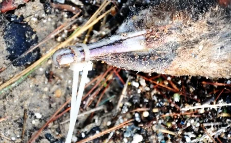 Doğadaki hayvanlara vahşet zirve yaptı Karabatak’a kelepçe flamingoya kurşun ve olta