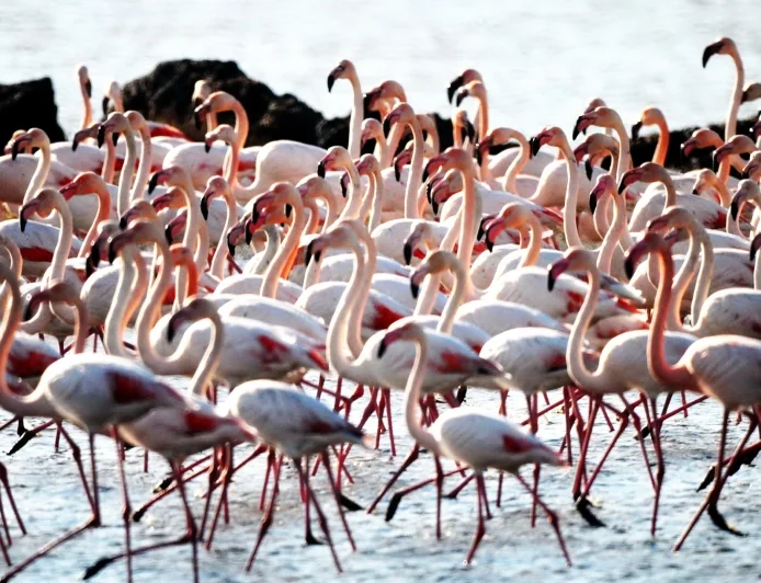   Havalar soğudu sulak alan flamingo ile doldu