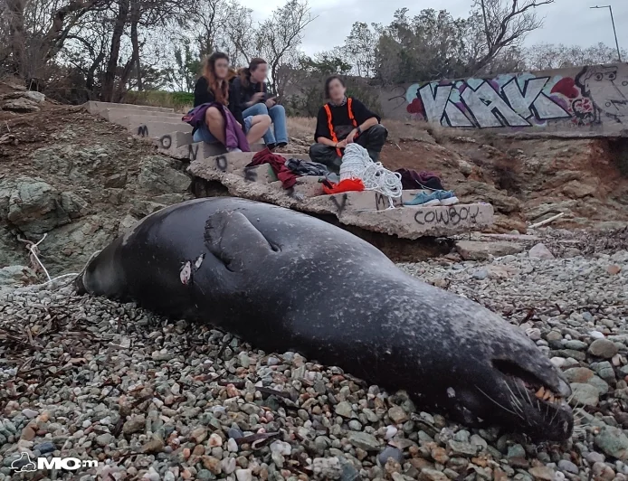 Nesli tükenmekte olan dev Akdeniz fokunu av tüfeği ile öldürdüler