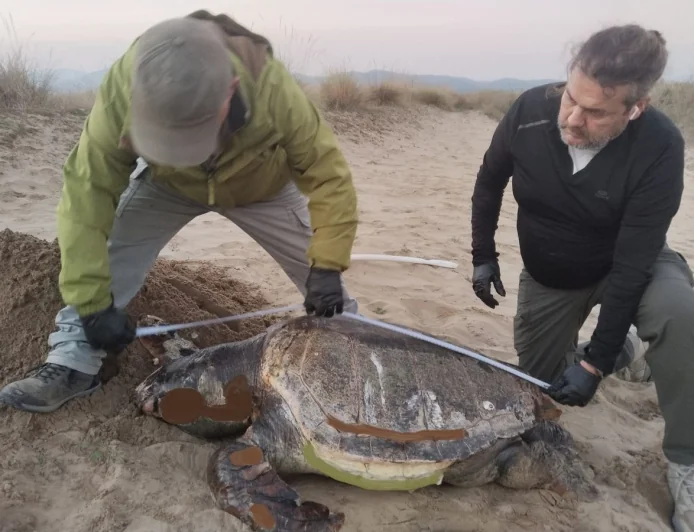 Kaplumbağalar ölü olarak sahile vurmaya başladı
