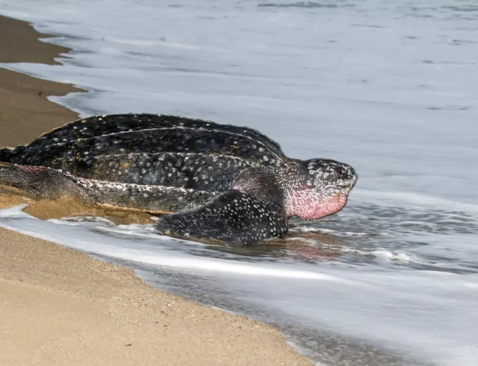    Akdeniz’de ilk kez görülen deri sırtlı deniz kaplumbağası bilim insanlarını şaşkına çevirdi