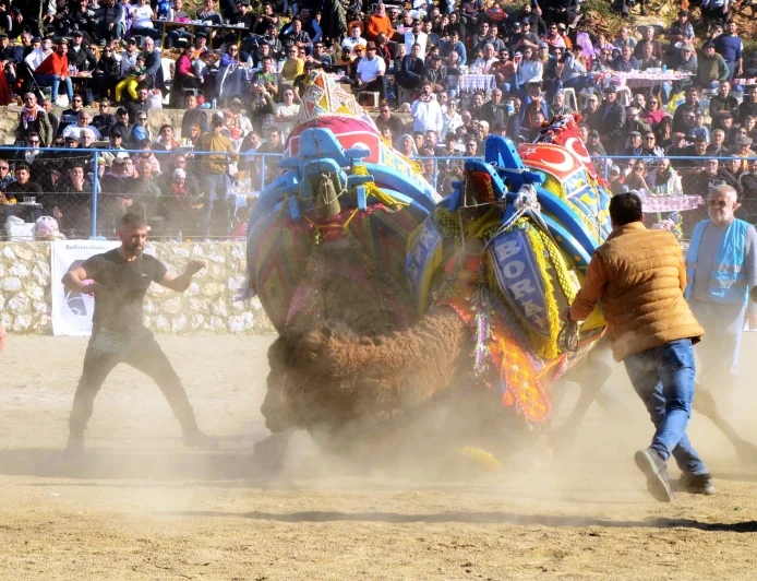 Şap hastalığı nedeniyle BODRUM - MİLAS- YATAĞAN deve güreşleri iptal edildi