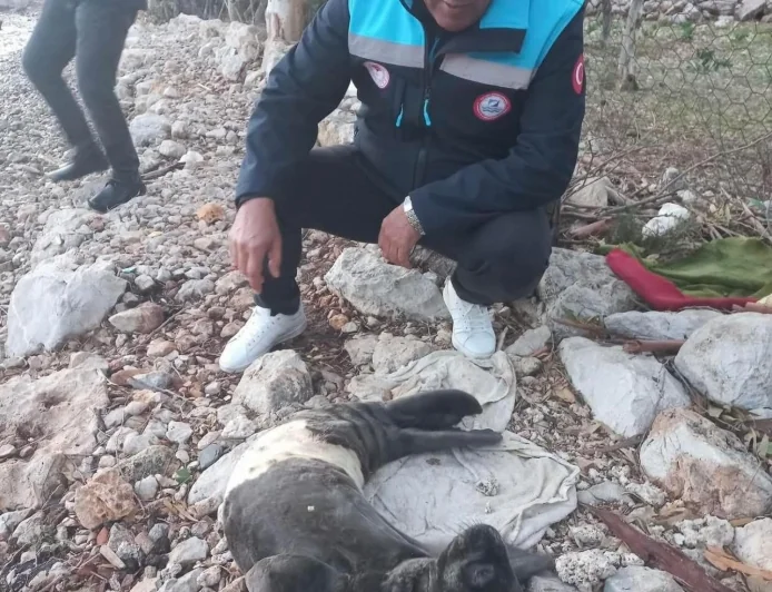 Fırtınada karaya sürüklenen yavru foku balıkçılar kurtardı