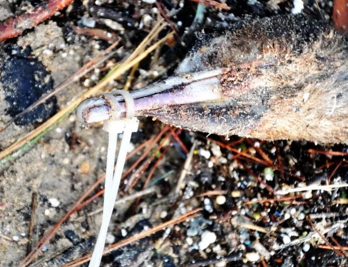 Doğadaki hayvanlara vahşet zirve yaptı Karabatak’a kelepçe flamingoya kurşun ve olta