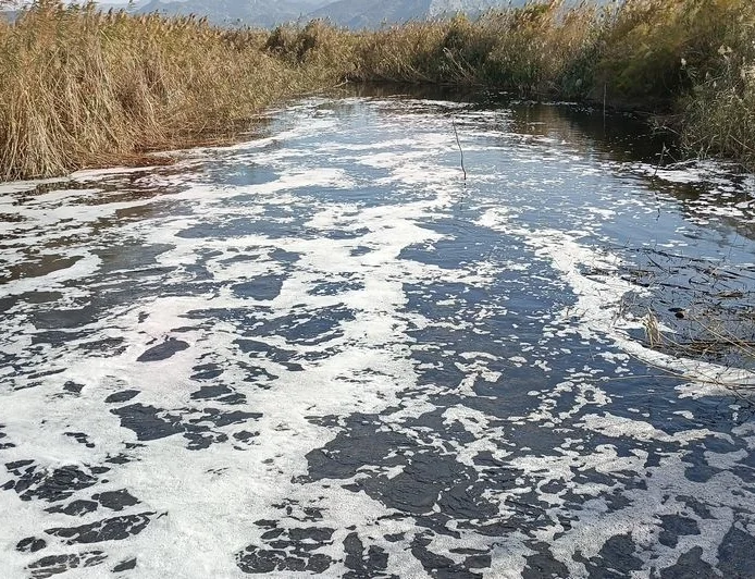 Koruma altındaki Bafa gölüne zehir akıyor, balıklar ölmeye başladı