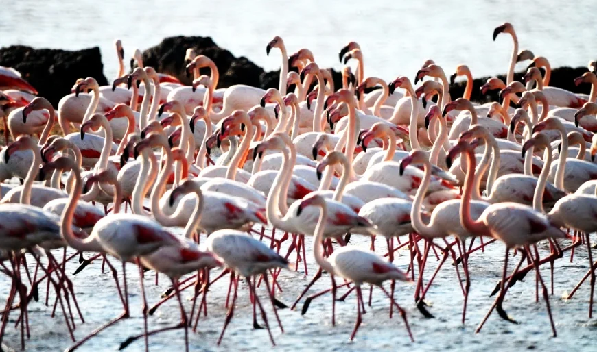   Havalar soğudu sulak alan flamingo ile doldu