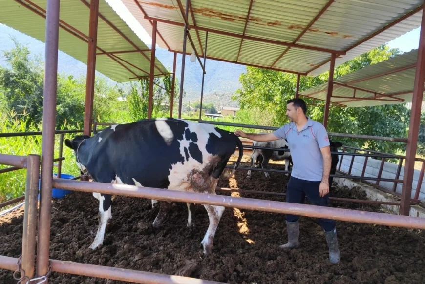 Milas’ta şap duyurusu,11 köy karantinada