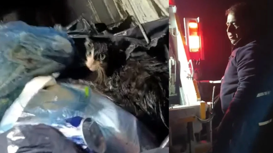 Bu nasıl vicdansızlık. Yavru kediyi poşete koyup çöpe attılar, çöp arabasında preslenmekten son anda kurtuldu