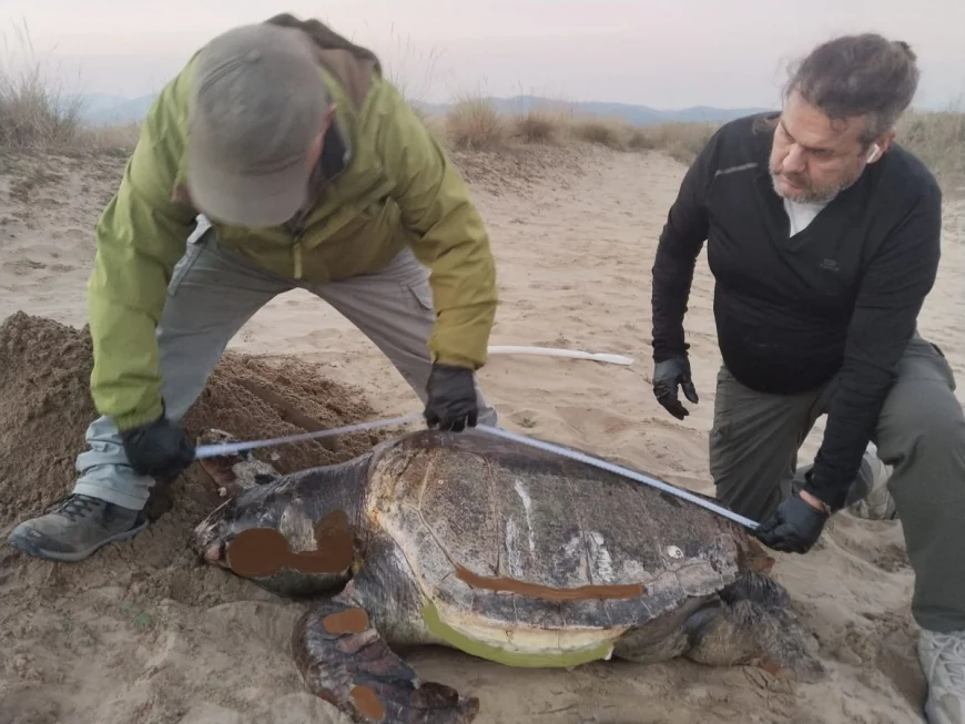 Kaplumbağalar ölü olarak sahile vurmaya başladı