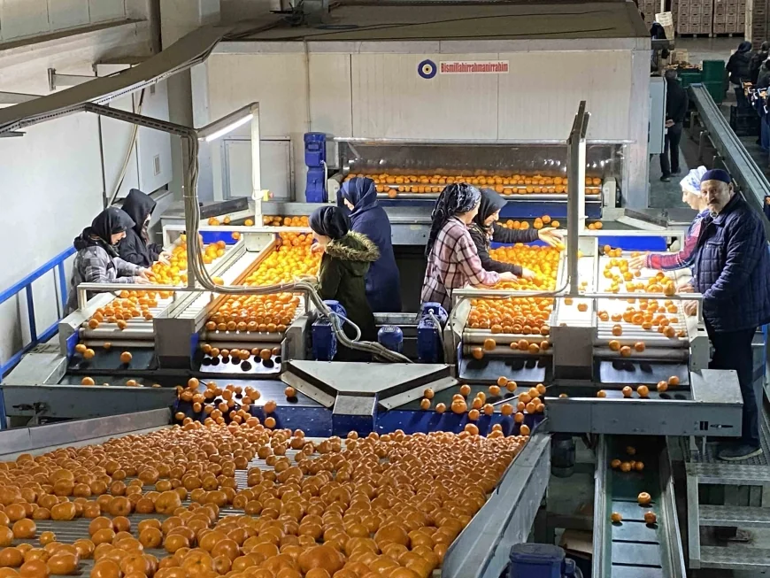 Mandalina ihracatı tarih yazıyor ...  Mandalina ihracatı 615 milyon dolarla rekor kırdı