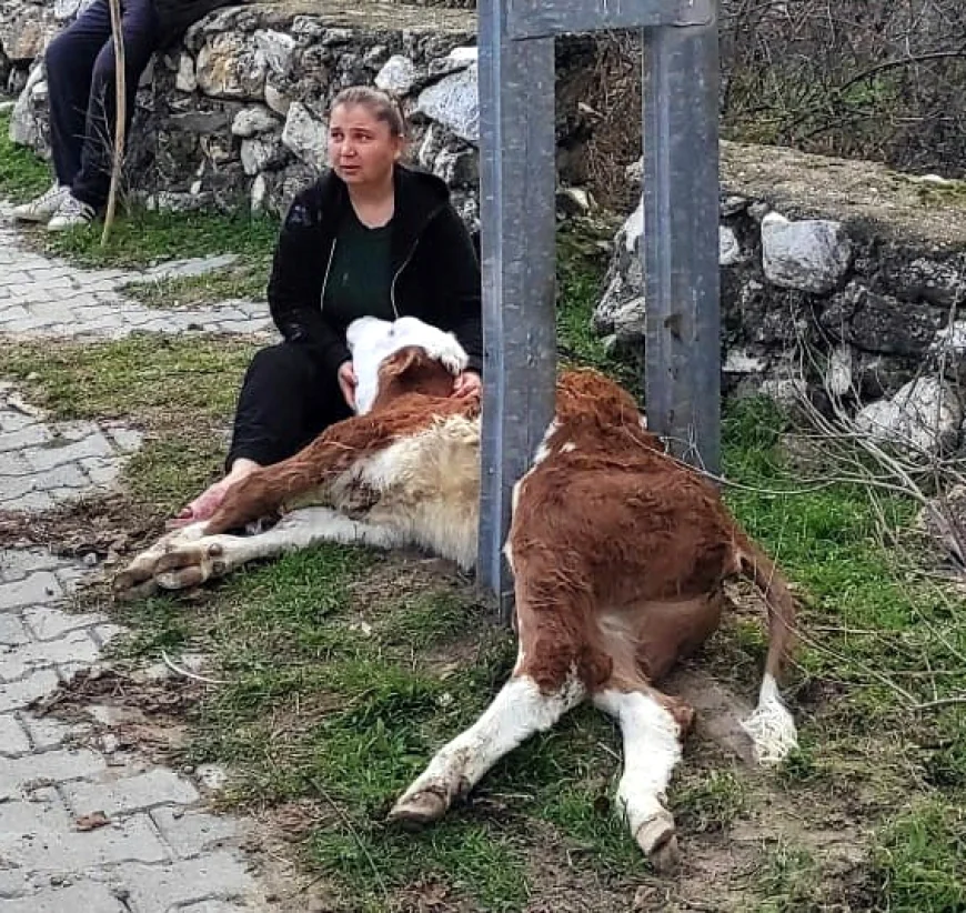 İtfaiyeden buzağı kurtarma operasyonu