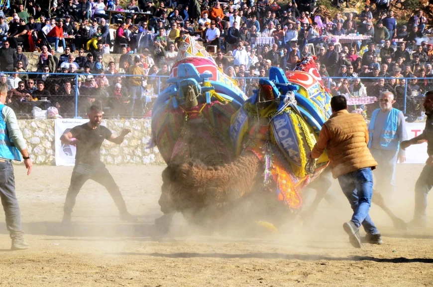 Şap hastalığı nedeniyle BODRUM - MİLAS- YATAĞAN deve güreşleri iptal edildi