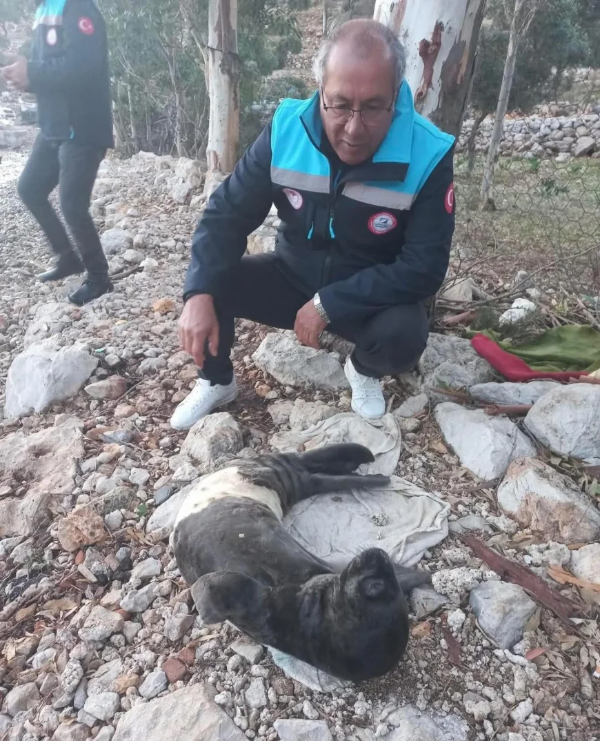 Fırtınada karaya sürüklenen yavru foku balıkçılar kurtardı