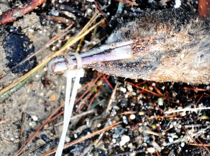 Doğadaki hayvanlara vahşet zirve yaptı Karabatak’a kelepçe flamingoya kurşun ve olta