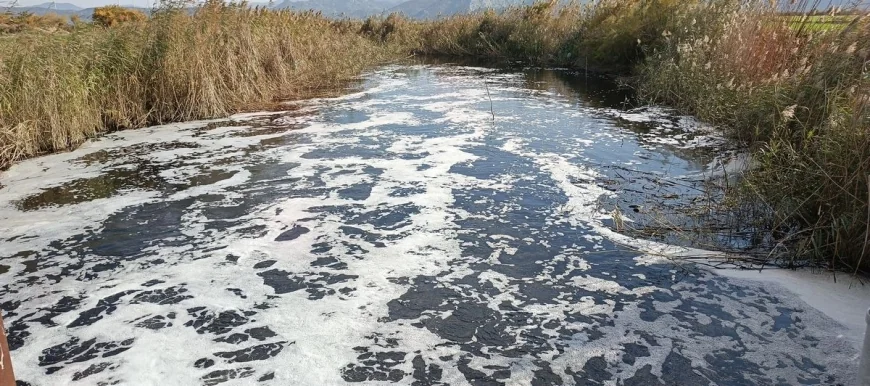 Koruma altındaki Bafa gölüne zehir akıyor, balıklar ölmeye başladı