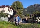 Manzara kapanıyor diye asırlık palmiyeyi kökünden kestiler (Videolu Haber)